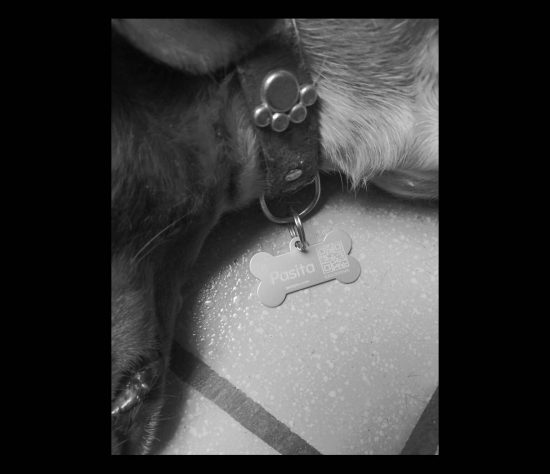 Para alertar a la población en el fraccionamiento Pozo Bravo están envenenando a los perritos