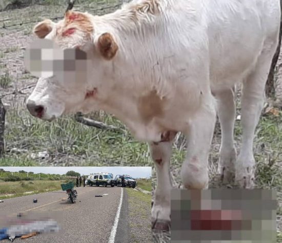 Se logró conocer que la vaca se atravesó en la carretera lo que ocasionó que el motociclista perdiera el control de la unidad