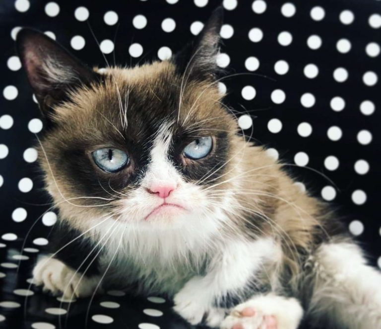 Muere la “gata gruñona”, una diva de internet