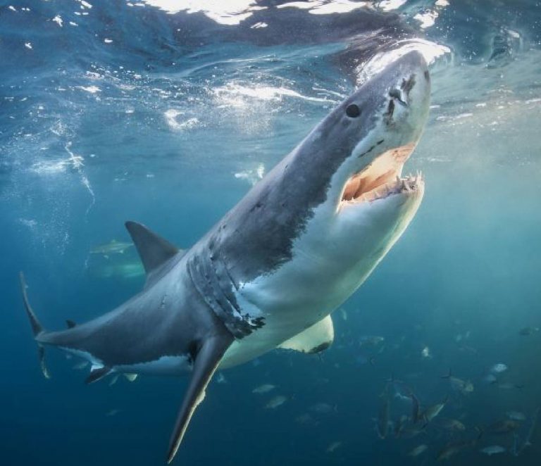 Muere mujer al ser atacada por un tiburón