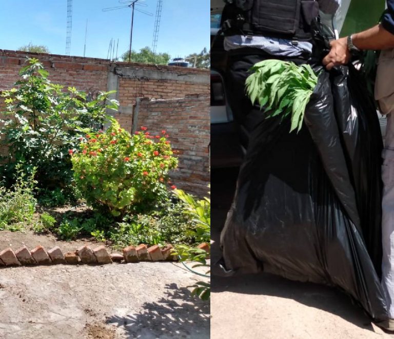 Encuentran 60 plantas de marihuana en un predio de Chuy Merry