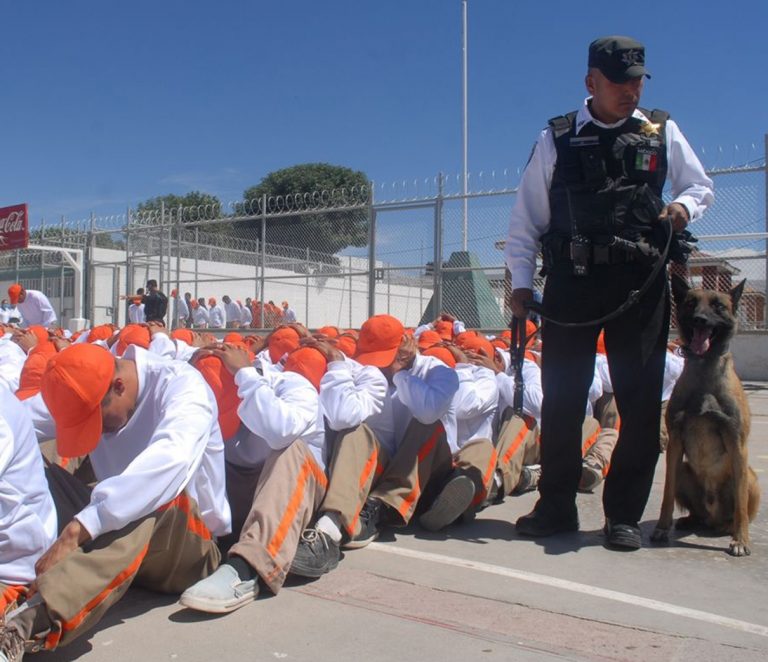 Más ratas en el bote