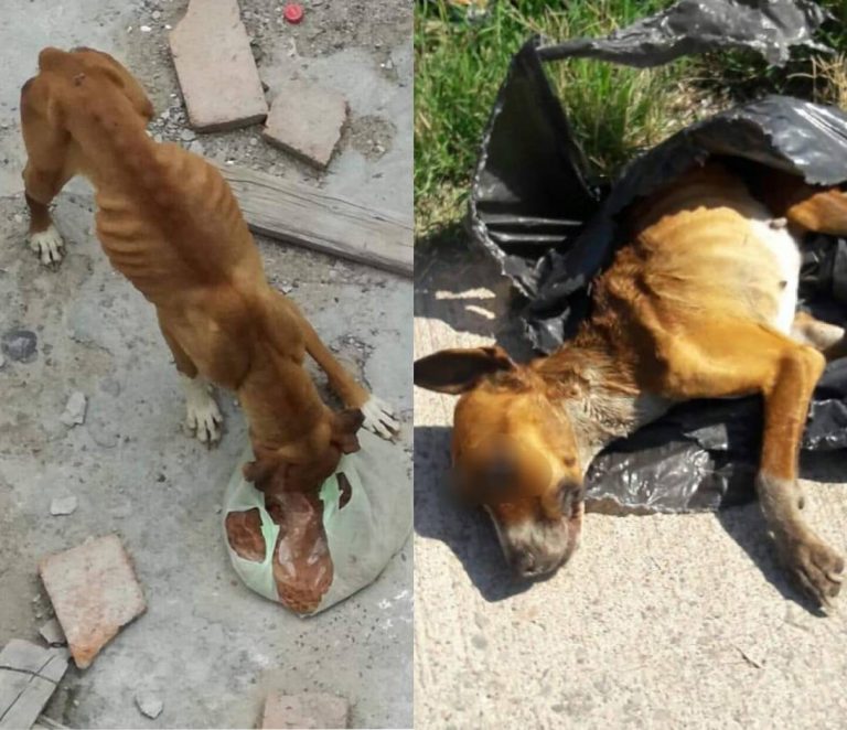 Marcharán por el derecho de los animales