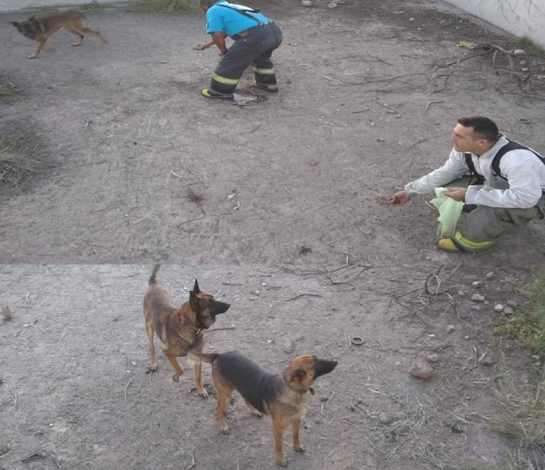 Rescatan a tres cachorros que estaban atrapados en un estanque