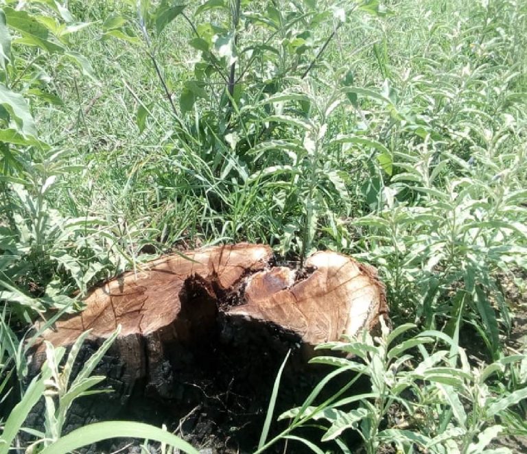 Les vale y siguen talando árboles