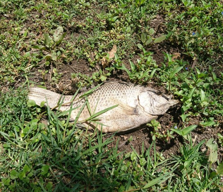 Encuentran peces muertos alrededor de la presa El Cedazo