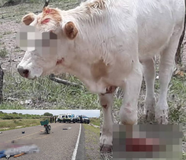 Familia que viajaba en una moto se impactó contra una vaca, hay una persona muerta