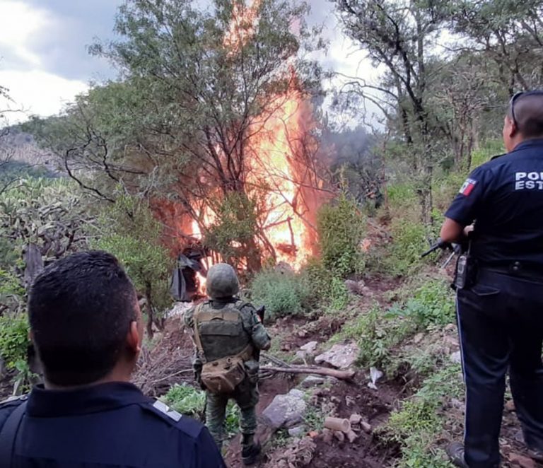 VIDEO: ¡Le tumban el changarro en Calviyork! tenía cerca de 20 mil plantas de mariguana