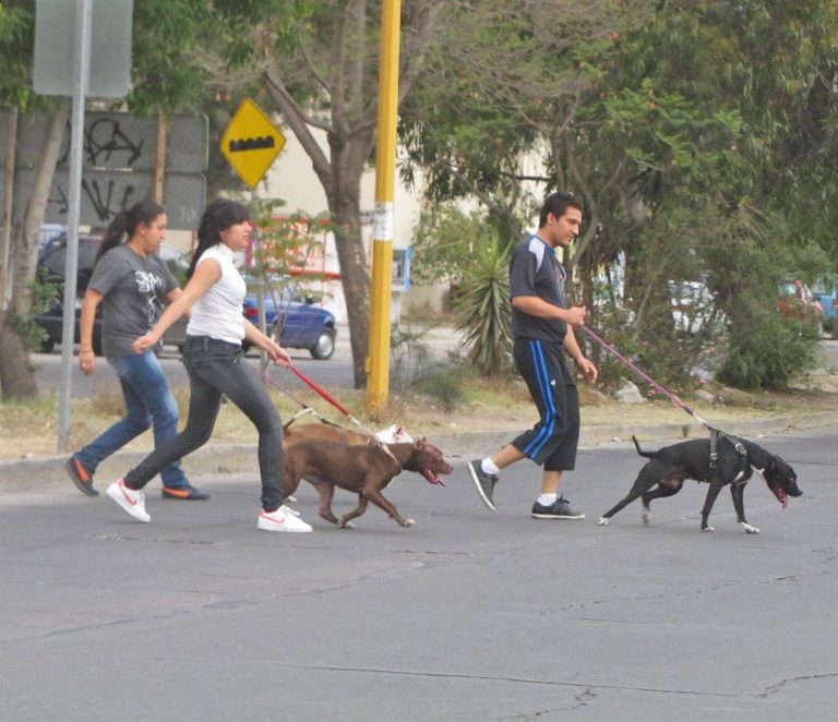 Se siguen dando las peleas de perros en las colonias populares