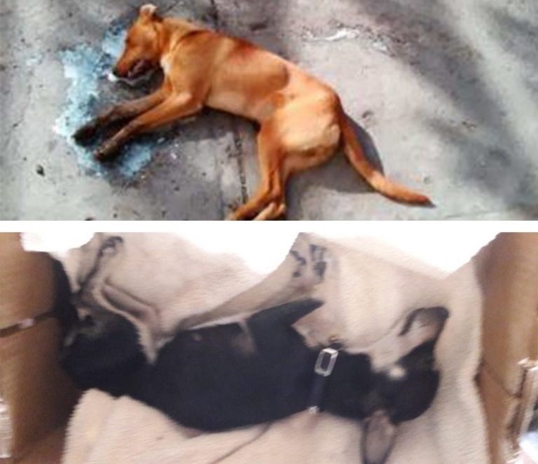 La PROESPA no tiene ninguna denuncia por el tema de los perros envenenados de Rincón