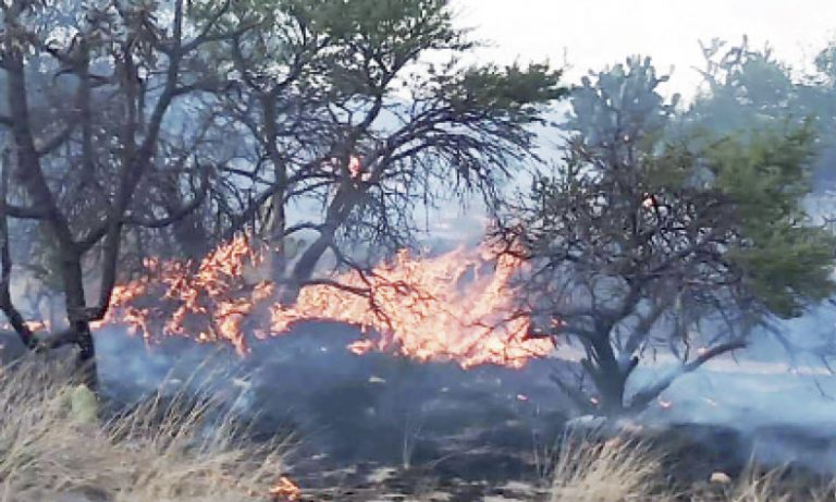 Incendio provocado afecta 15 hectáreas en el Bosque de Cobos