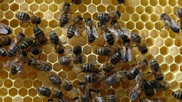 450 mil abejas en pared de una casa de campo en Pennsylvania
