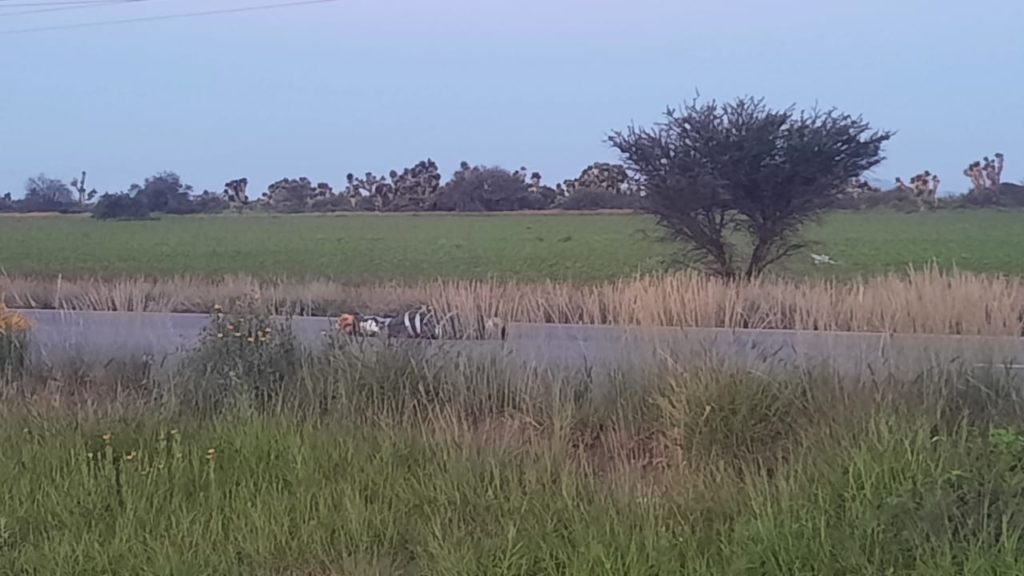 cinco cuerpos sobre la 45