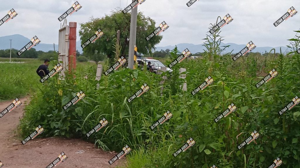 Rincón de romos descuartizado