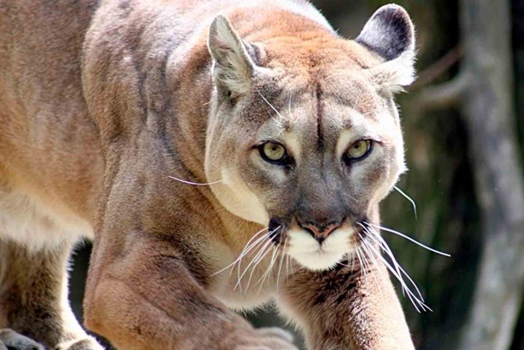 Ataque Puma Niño Muerte Oaxaca