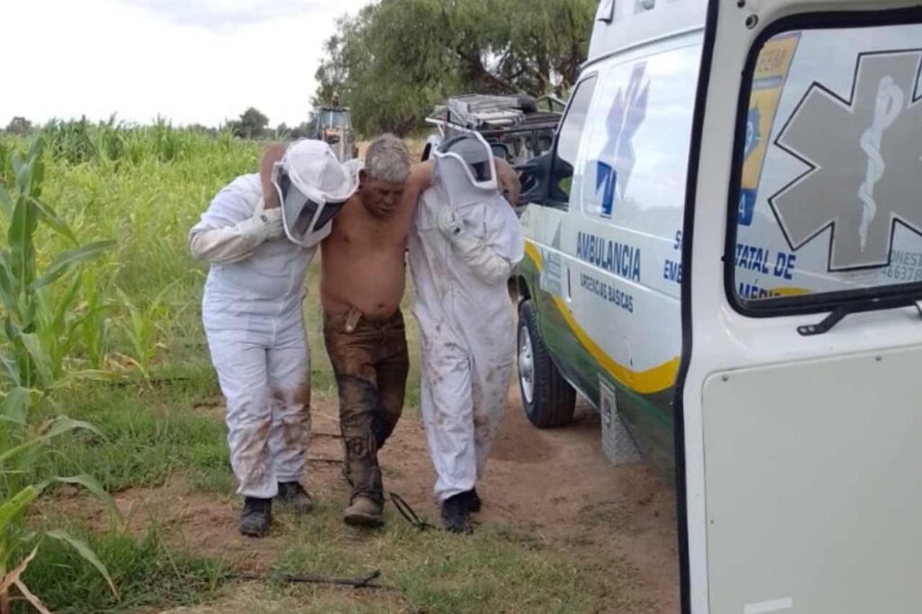 murió picaduras de abejas