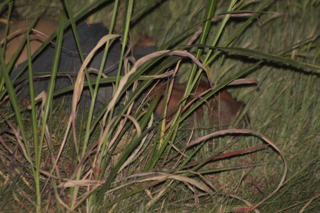 MUERE ATROPELLADO POR AUTO FANTASMA