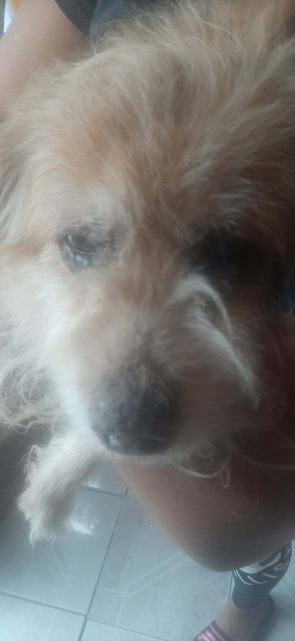 UN PERRO SUFRE QUEMADURAS TRAS N FLAMAZO