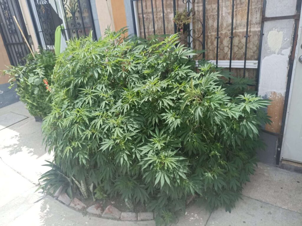 ASEGURAN PLANTA DE MARIGUANA CON UN PESO DE CASI 7 KILOS