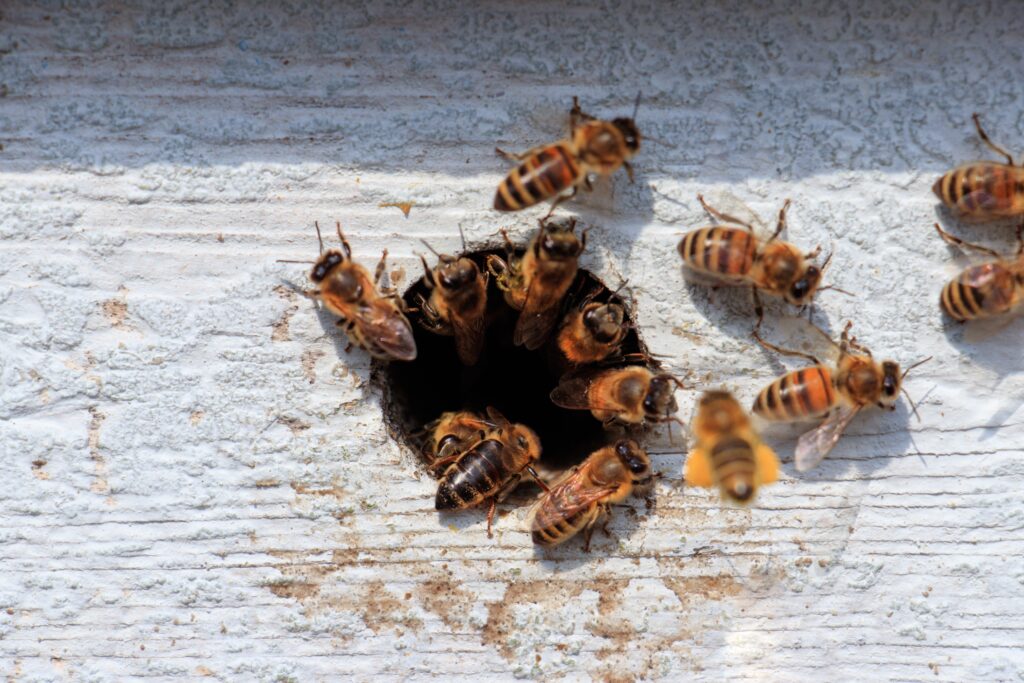 Sujeto fue atacado por un enjambre de abejas