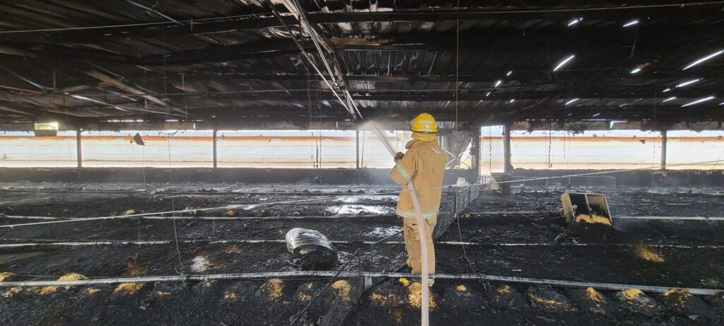 Devastador incendio arrasó con una caseta de pollos en una granja avícola en la carretera federal 71