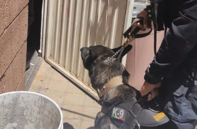 Con apoyo de un can del Grupo K9, detienen a sujeto que robaba un domicilio en La Hojarasca