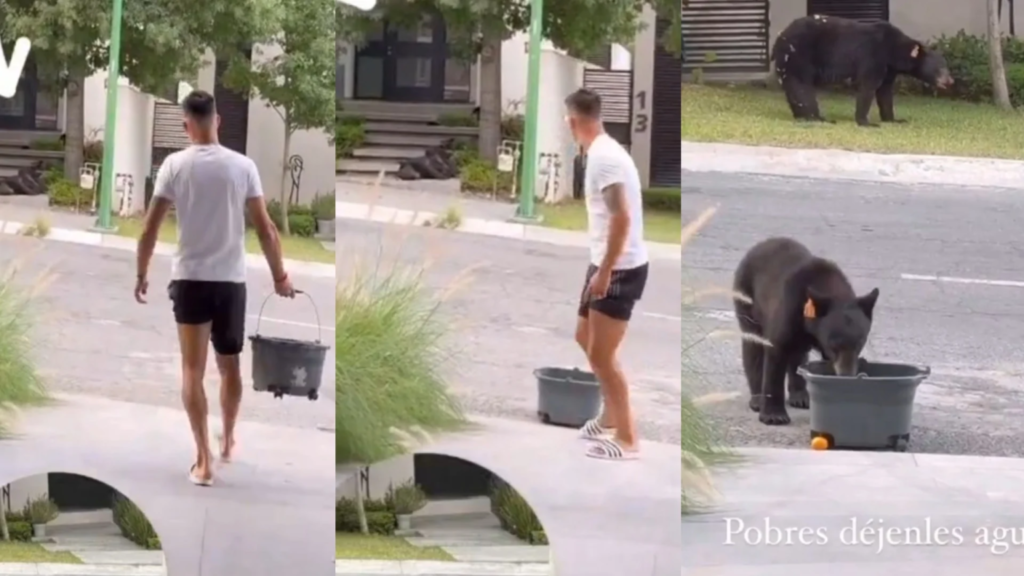 Maxi Meza da agua a un grupo de osos ante calor en Monterrey