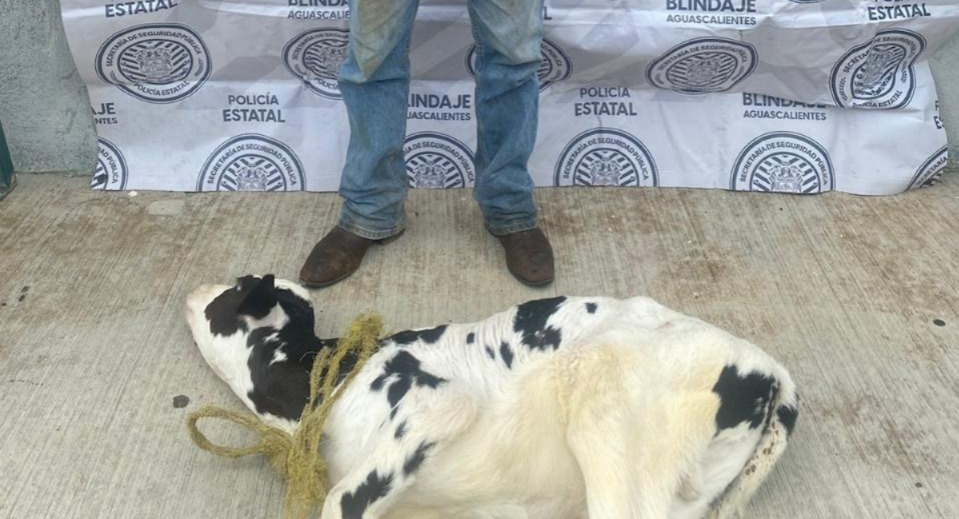 ¡Con las manos en la vaca! Agarran a sujeto que robó un becerro en Rincón de Romos