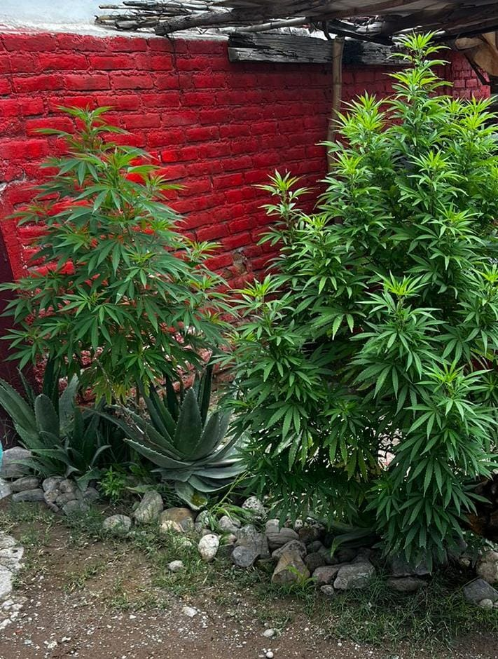 Aseguran plantas de mariguana que crecieron por la lluvia en el sur de la ciudad