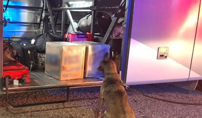 Binomio canino de la Guardia Nacional detectó más de 21 kilos de marihuana en un autobús de pasajeros en Aguascalientes