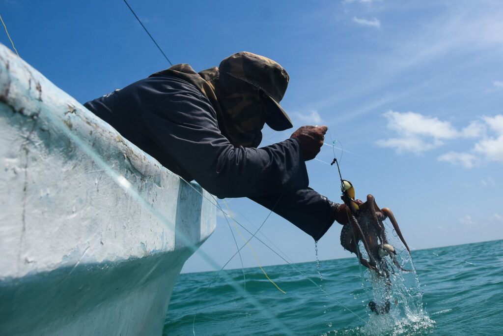 Se reactiva la pesca de pulpo en Yucatán tras el paso de ‘Milton’