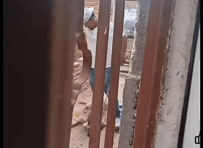 Denuncian caso de maltrato animal en Rincón de Romos