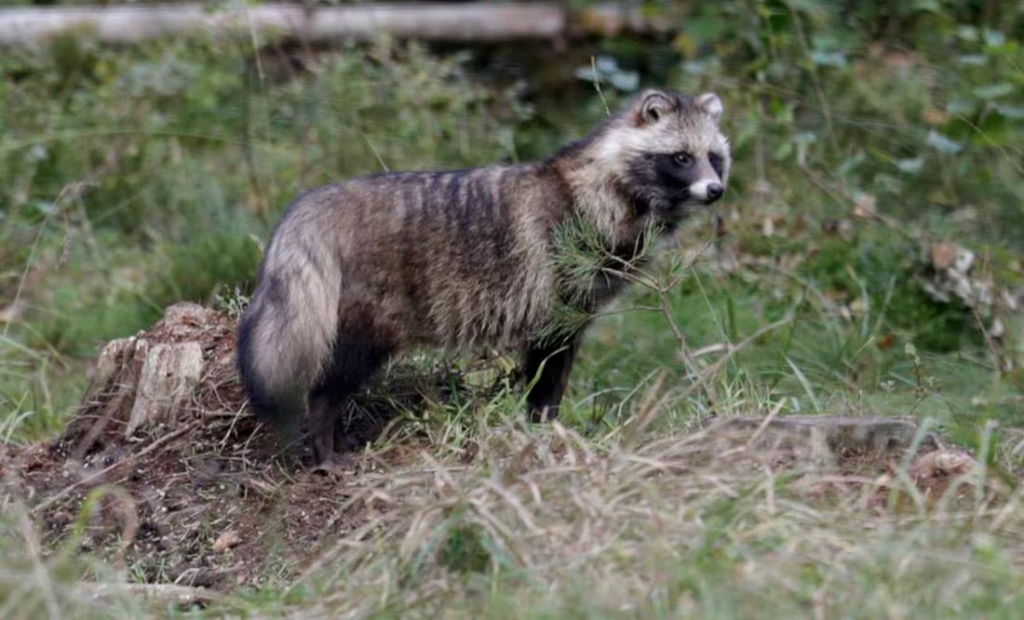 Rescatan a un mapache encadenado del cuello por su dueño en Torreón