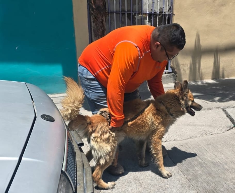 Rescatan a perro durante incendio en el fraccionamiento Ojocaliente III