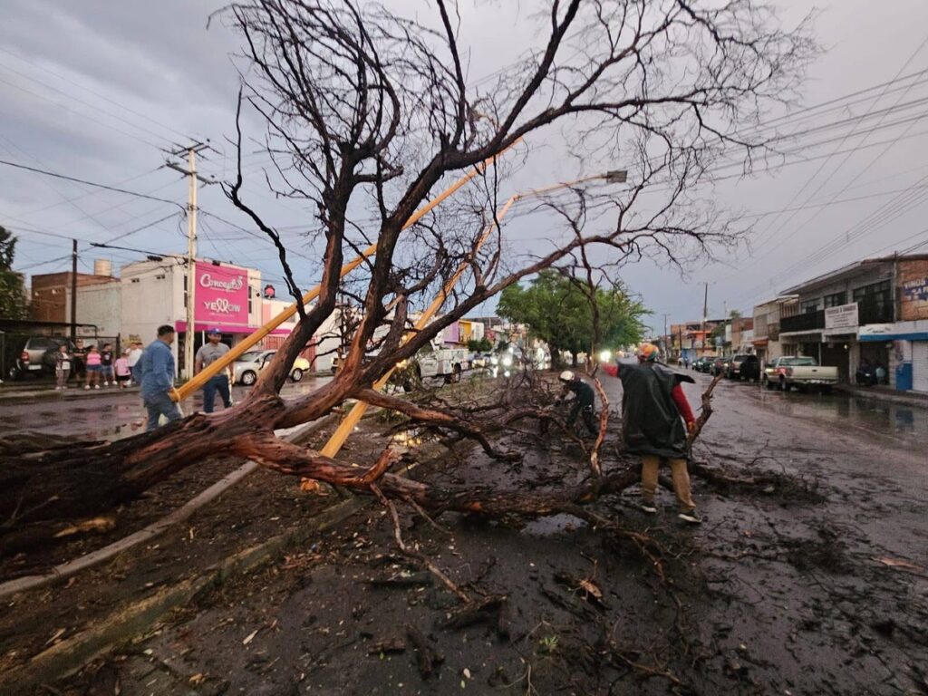 Lluvias provocan emergencias en Aguascalientes: árboles caídos, autos varados y zonas inundadas