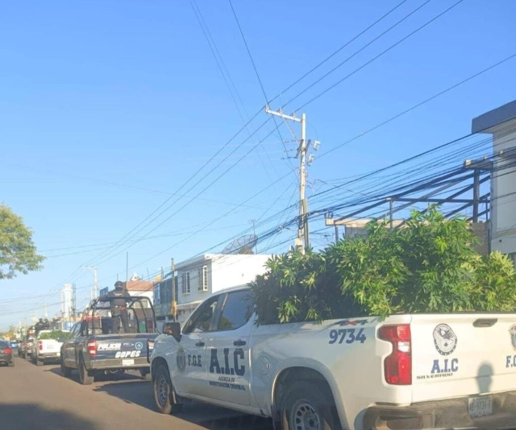 Desmantelan plantío de marihuana en rancho de Aguascalientes; aseguran droga, equipo y detienen a dos personas