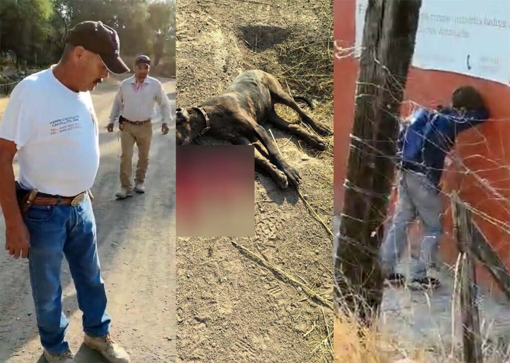 NO FUE A BALAZOS, SE CONFIRMA QUE PERRO FUE ATROPELLADO