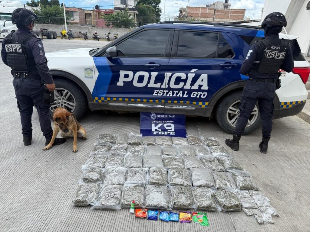 Incautan cargamento de marihuana en León que sería enviado a Aguascalientes y otras entidades