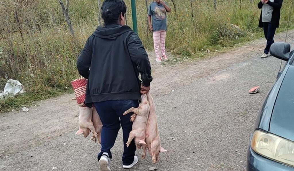 Tres personas lesionadas tras volcadura de dos tráileres en Ojuelos; habitantes se roban lechones