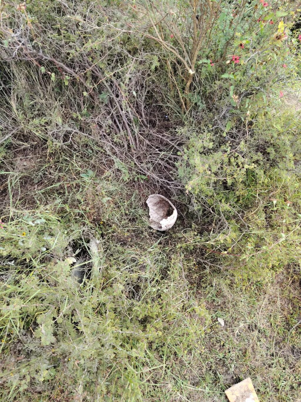 Grupo de madres buscadoras localiza restos óseos en un predio en Lázaro Cárdenas, Asientos